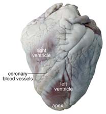 Image result for sheep heart